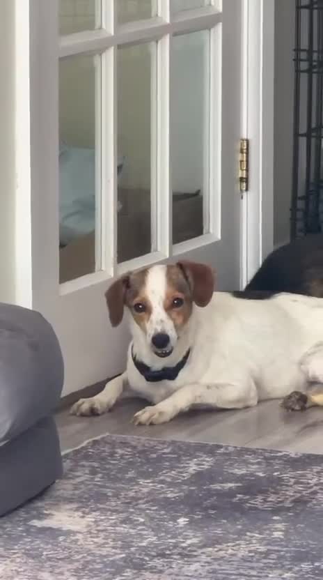 Jack Russell dogs for adoption: Joy — A Gentle Little Jack Russell Mix in St Albans - Video 2