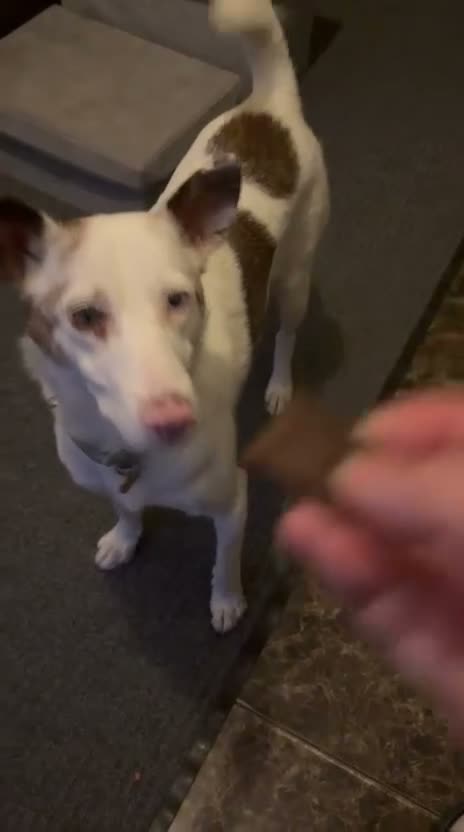 Mixed Breed dogs for adoption: ❤️🐶 SAGA – PLEASE DON’T SCROLL.. in Retford - Video 5