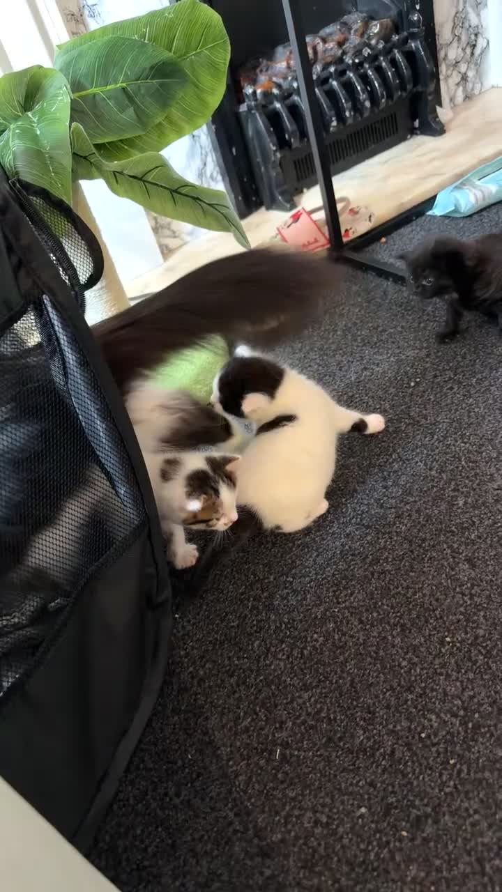 Mixed Breed cats for sale: Mixed breed kittens - Video 1