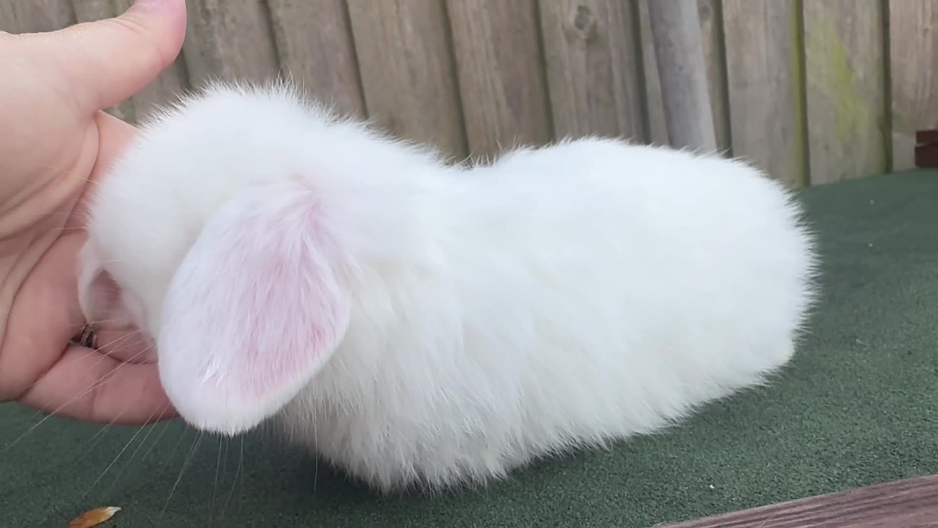 Mini Lop rabbits for sale: TOP QUALITY baby mini lops - Video 2