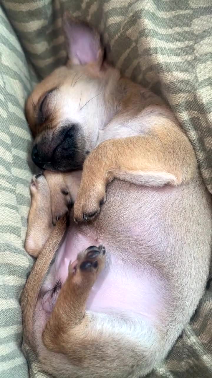 Chihuahua dogs for sale: Beautiful chihuahua pups  - Video 1