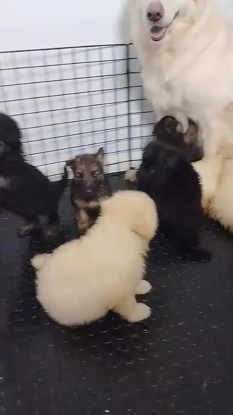 German Shepherd dogs for sale: Health tested long coat  German shepherd puppies in Sheffield - Video 1