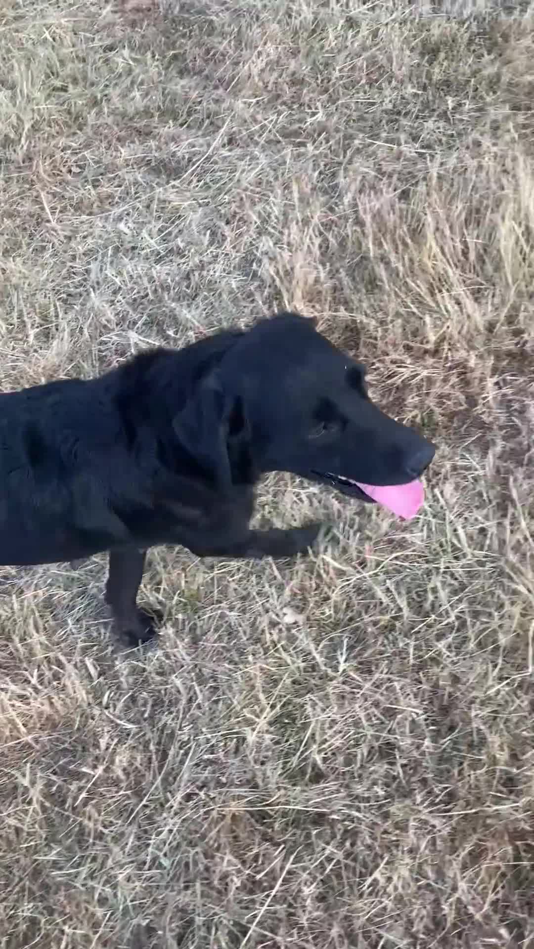 Labrador Retriever dogs for sale: KC reg Working Labrador puppies  - Video 3