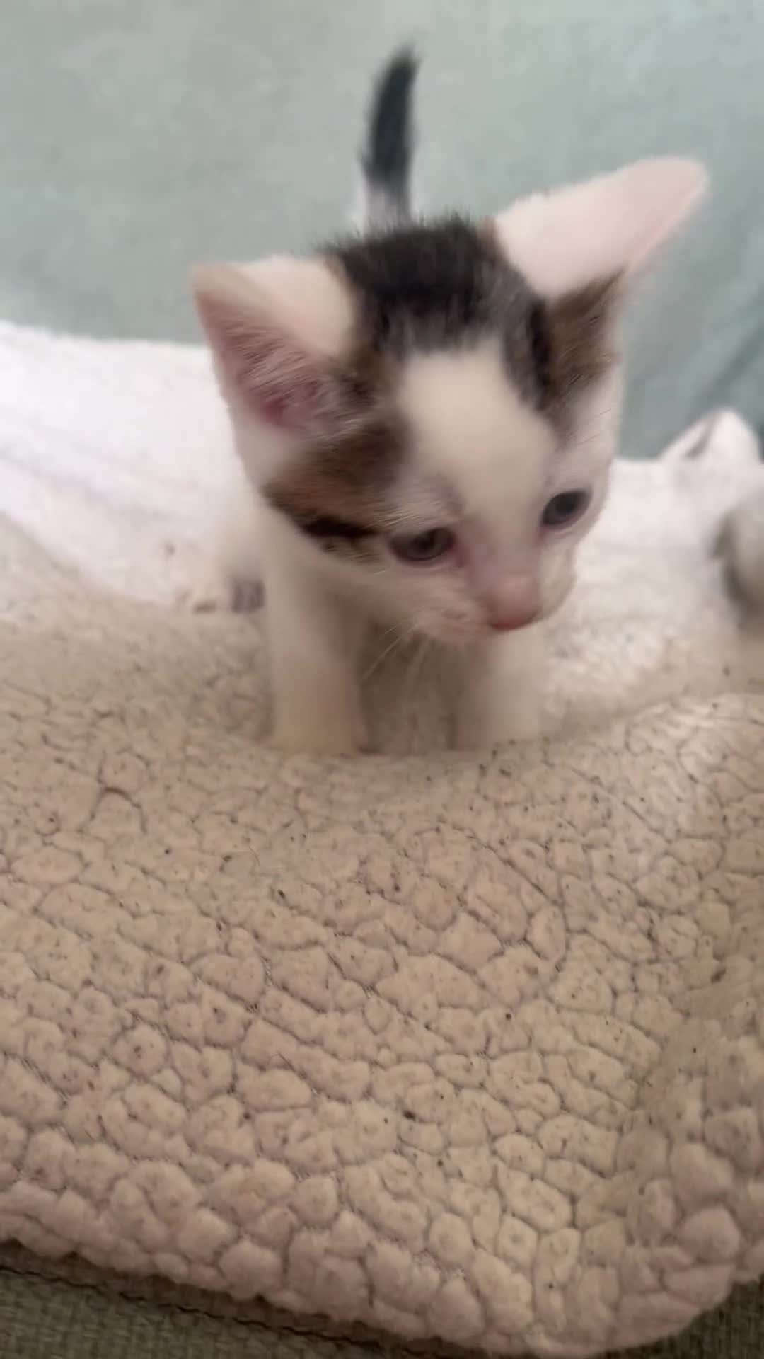 British Shorthair cats for sale: Rescue Kittnes - Video 1