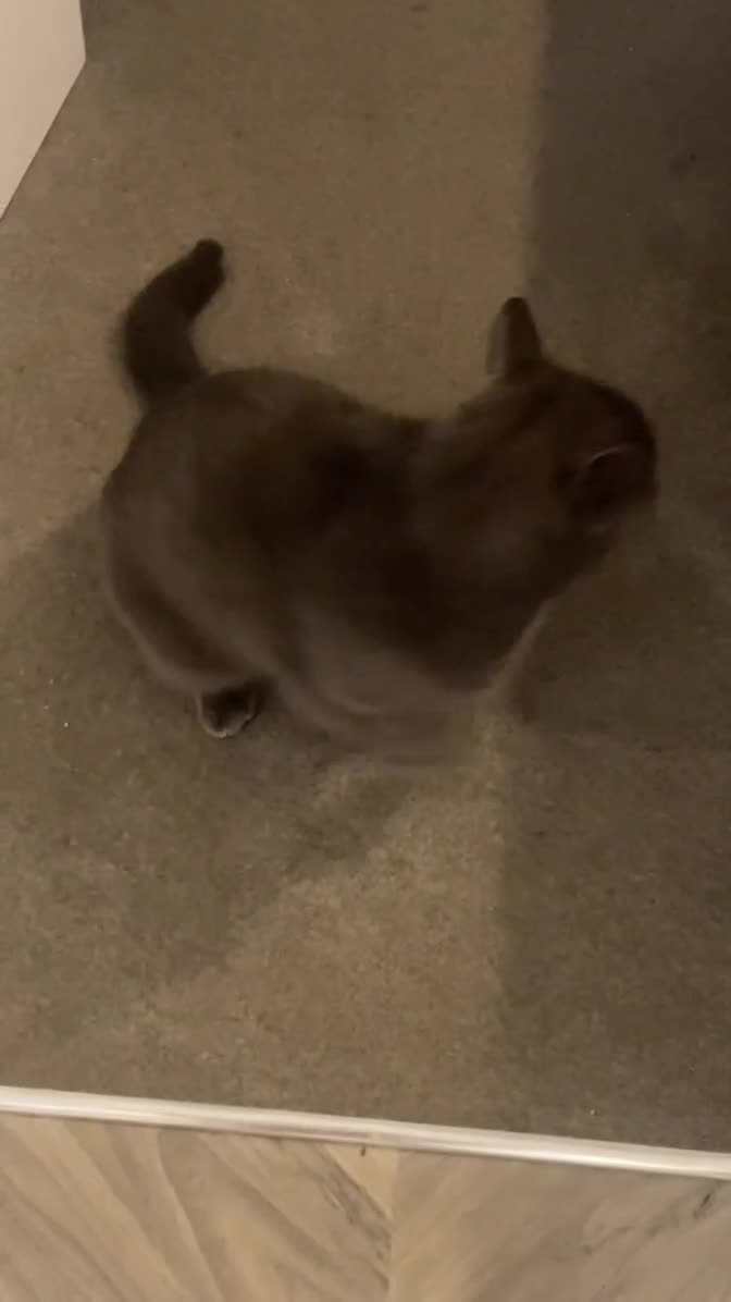 British Shorthair cats for sale: Blue cat - Video 1