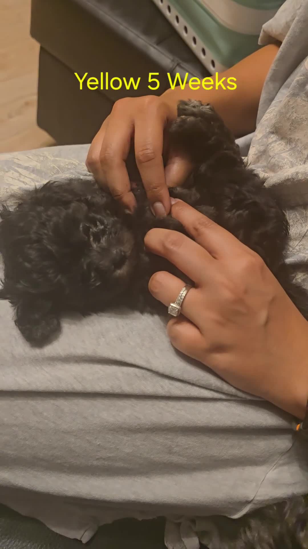 Chipoo dogs for sale: 🐾 Beautiful Chipoo × Micro Asian Poodle Puppies🐾 - Video 5