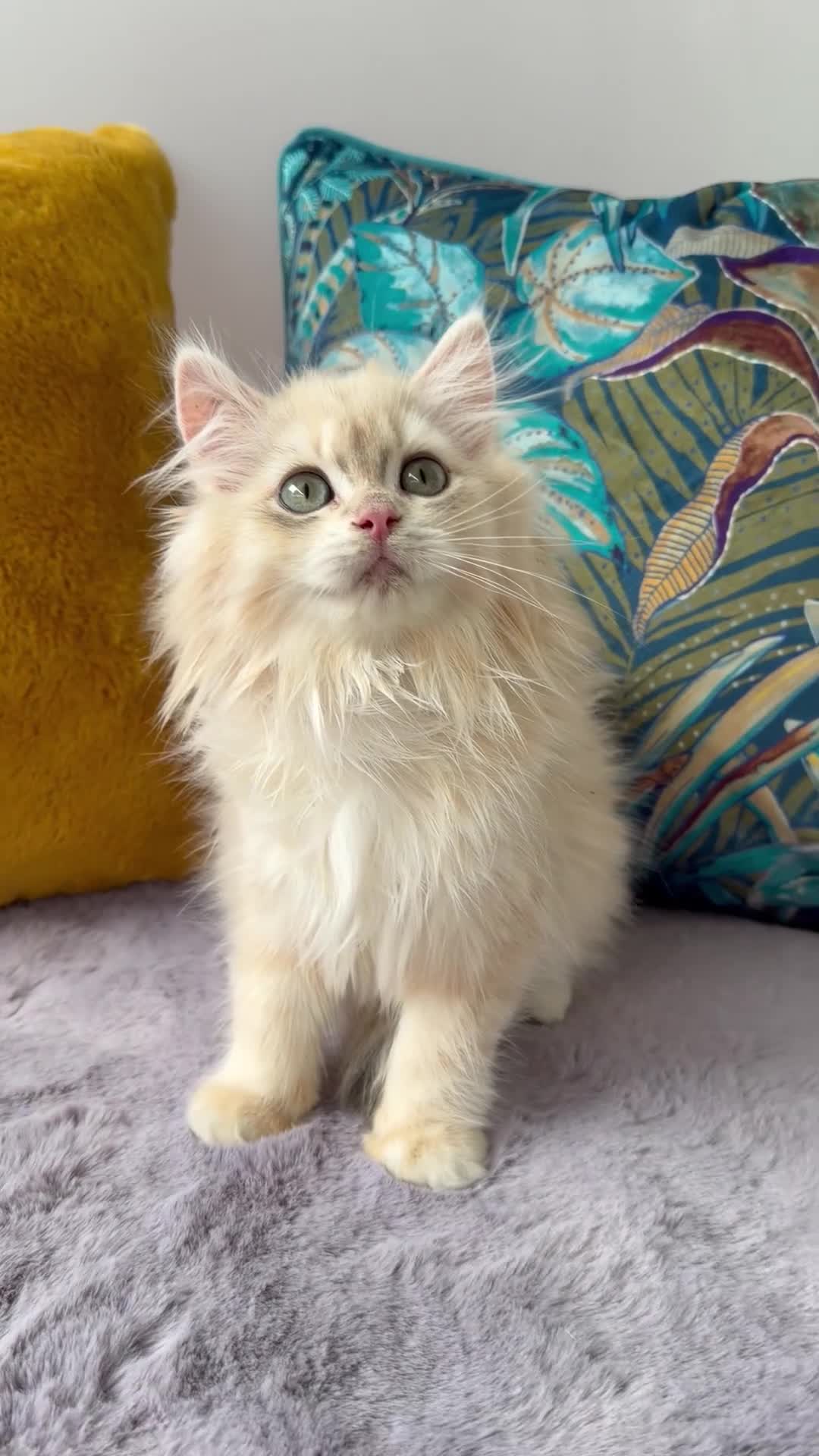 British Longhair cats for sale: Champion lines british longhair kittens - Video 2