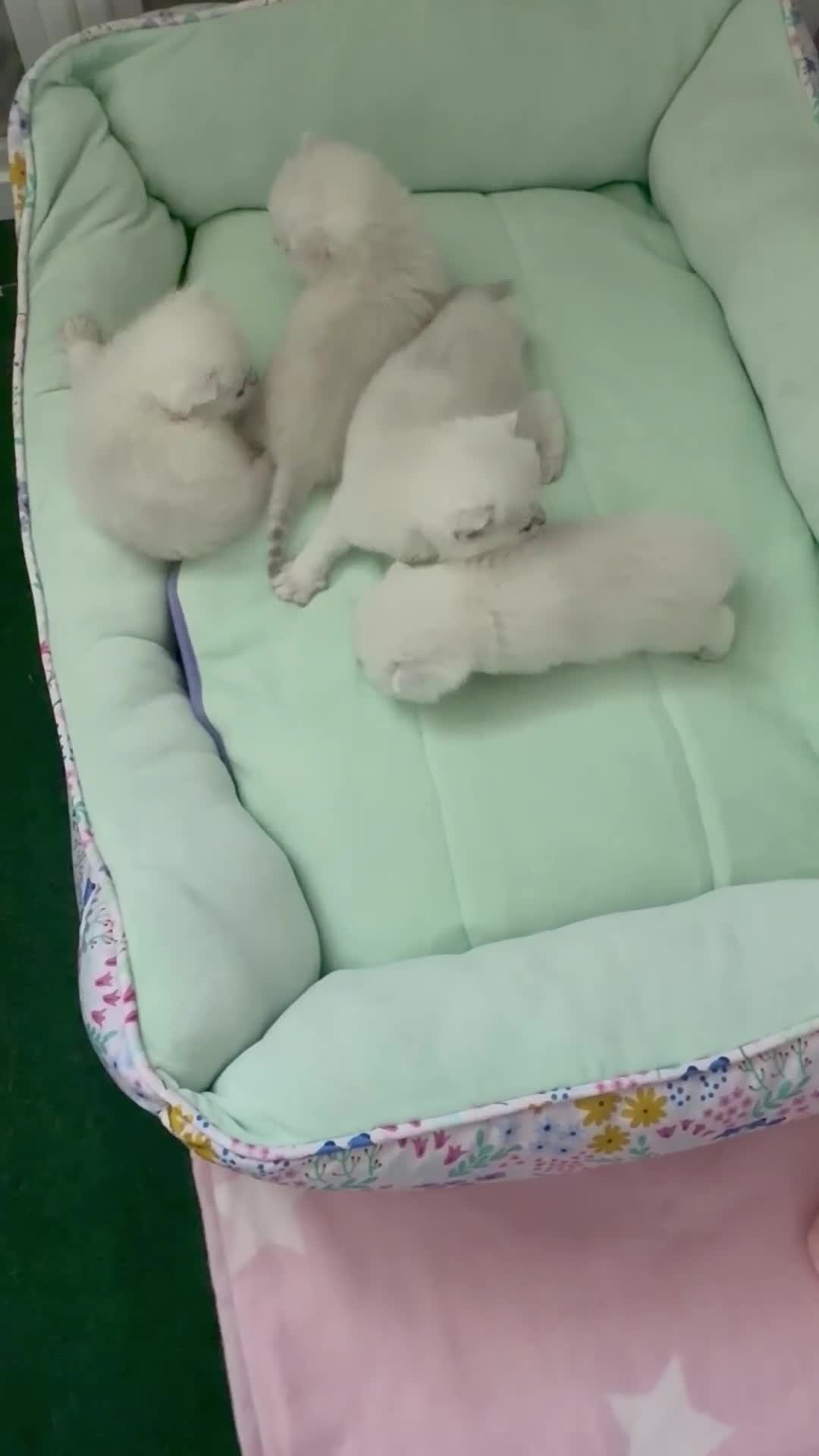 British Shorthair cats for sale: British Shorthair Chinchilla (Silver Shaded) - Video 1