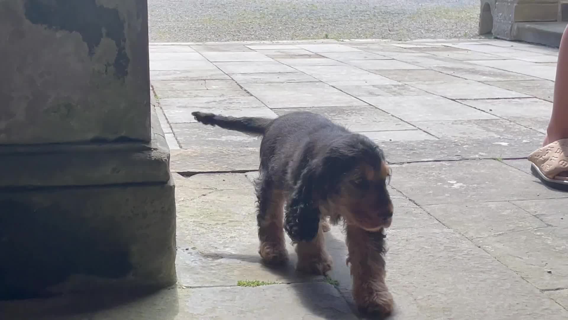 Cocker Spaniel dogs for sale: Show type cocker spaniel  in Banff - Video 5