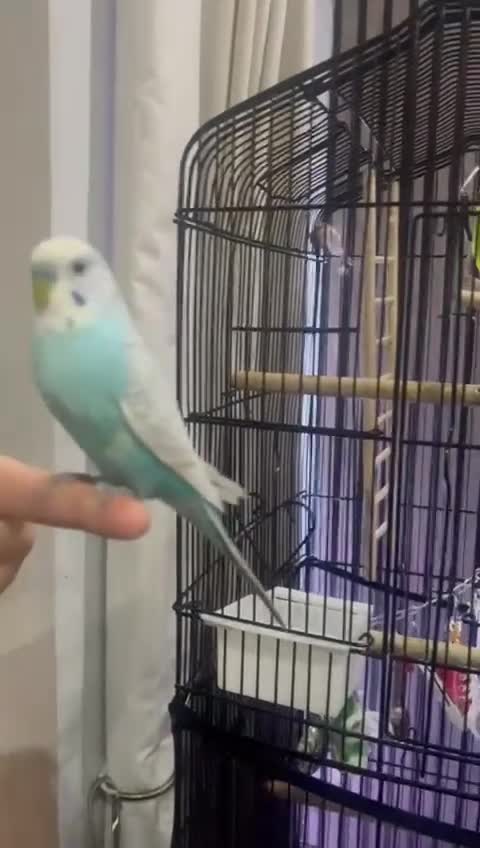 Budgerigars birds for sale: 4 budgies for sale, CHEAP and URGENT ❤ - Video 1