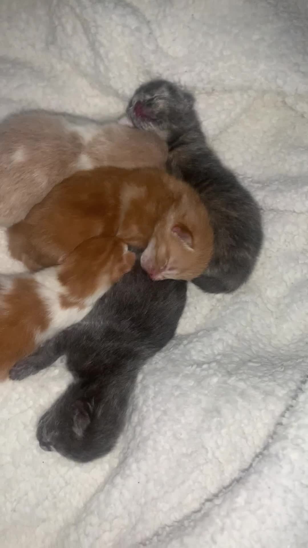 Mixed Breed cats for sale: 5 gorgeous kitten’s - Video 2