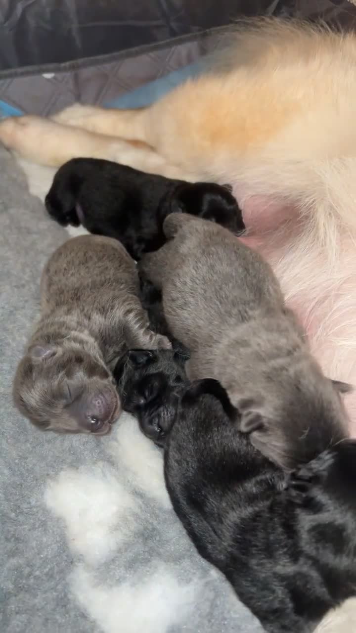 Chow Chow dogs for sale: Beautiful Black and Blue Chow Chow 🖤💙 - Video 1