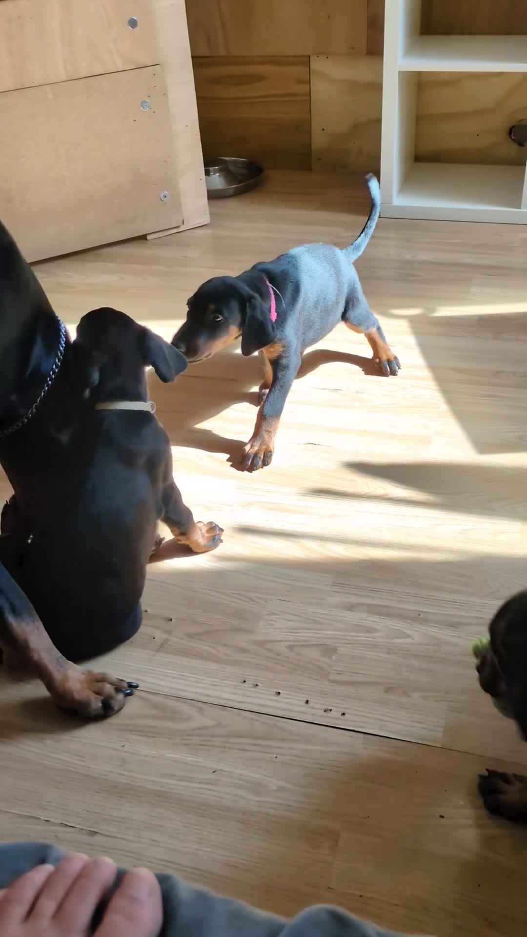 Dobermann dogs for sale: Ready today for new homes!!! 3boys left🐕 - Video 1