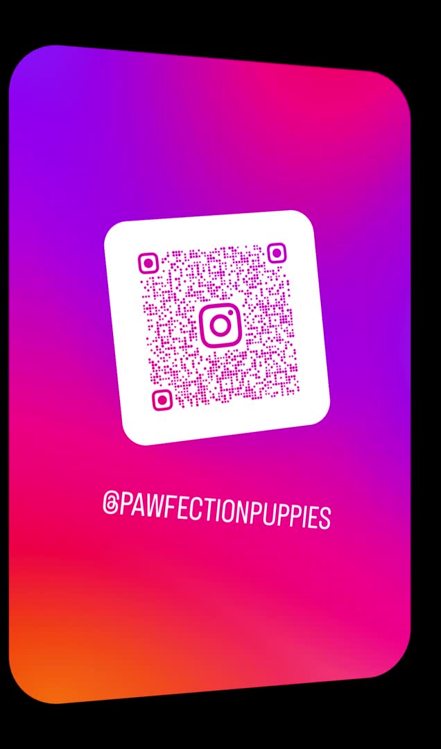 Pomeranian dogs for stud: Tiny 1.2kg lilac & tan merle Pomeranian stud  in Leeds - Video 2