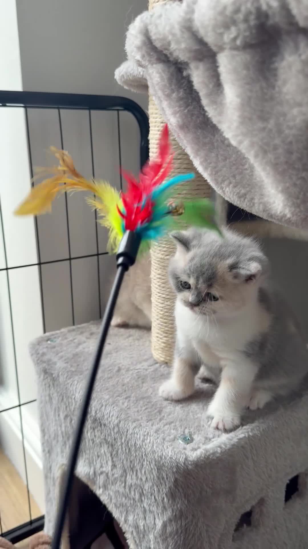 British Shorthair cats for sale: 3 Beautiful BSH, 1 BLH kittens - Video 1