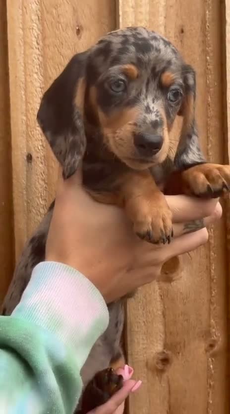 Miniature Dachshund dogs for sale: Miniature dachshund  - Video 3