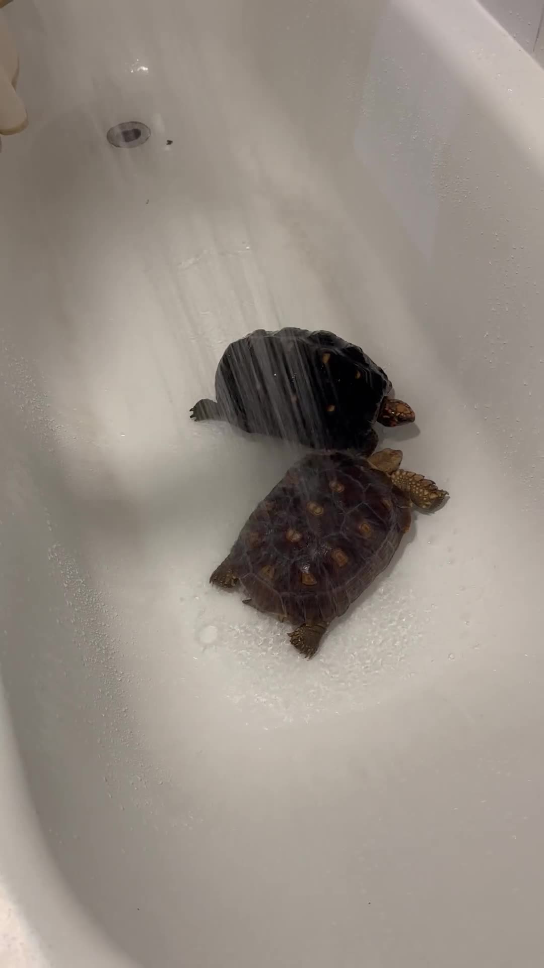 Tortoise reptiles for sale: Sulcata and Red Food Tortoise  - Video 1