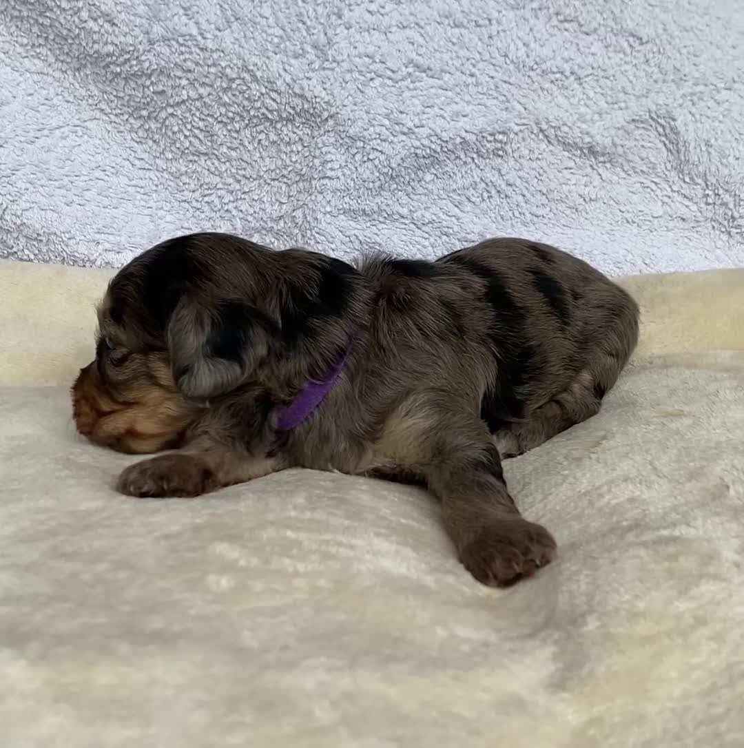 Mixed Breed dogs for sale: Cockapoo mix  in Dartmouth - Video 2