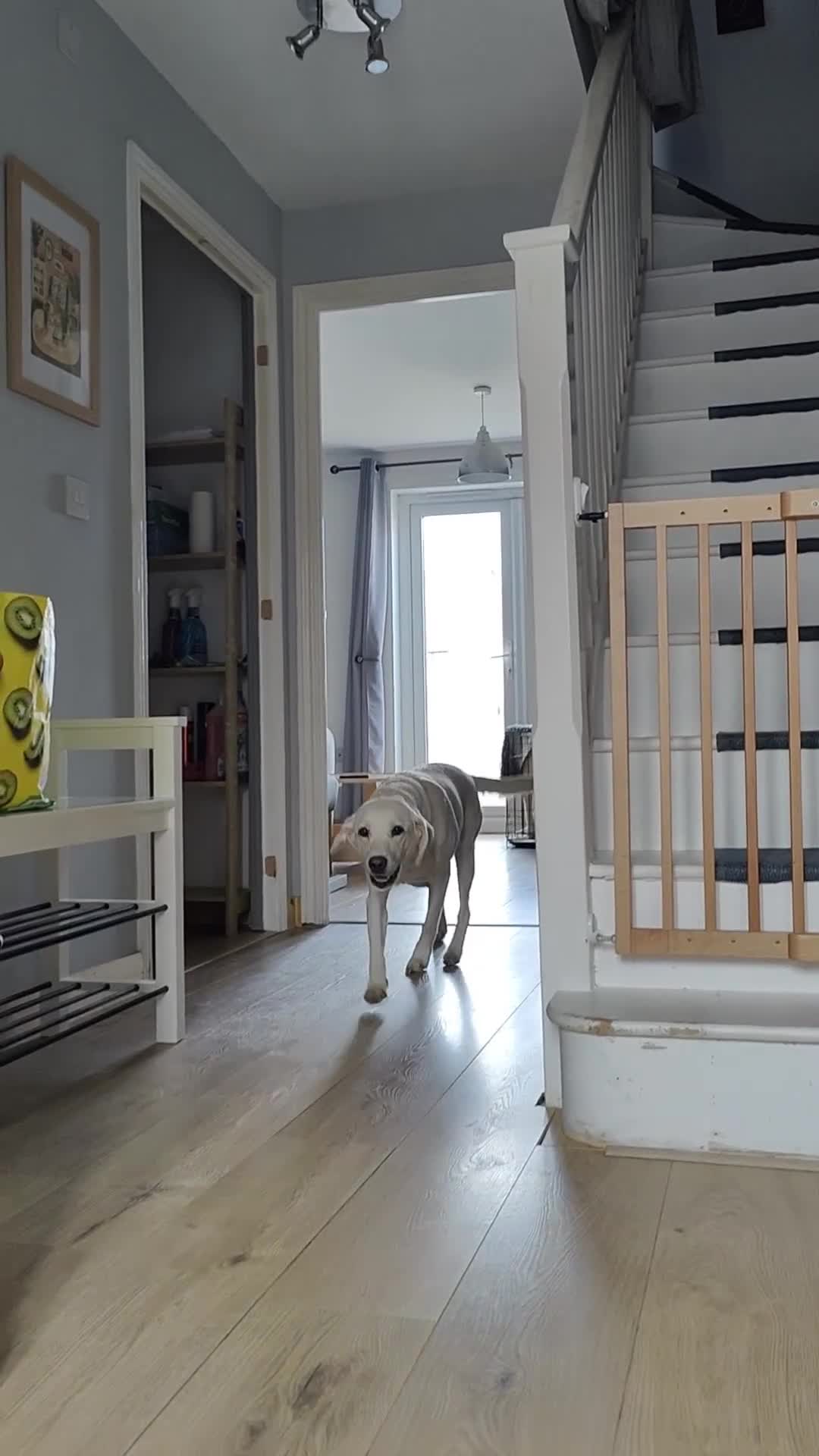 Labrador Retriever dogs for sale: Stunning, Well Bred Yellow Labrador Pups - Video 2