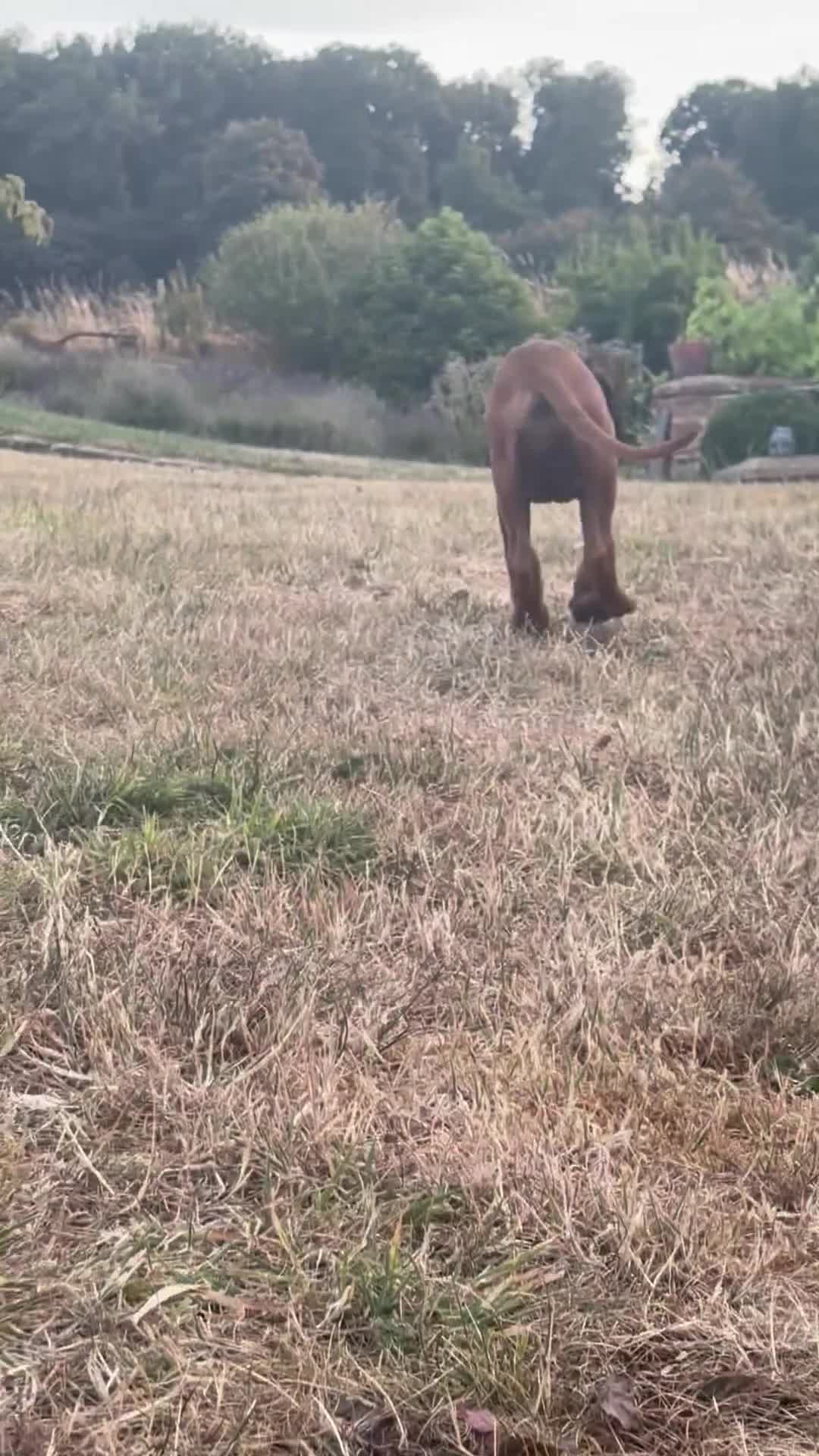 Rhodesian Ridgeback dogs for sale: One beautiful gentle kc little girl - Video 2