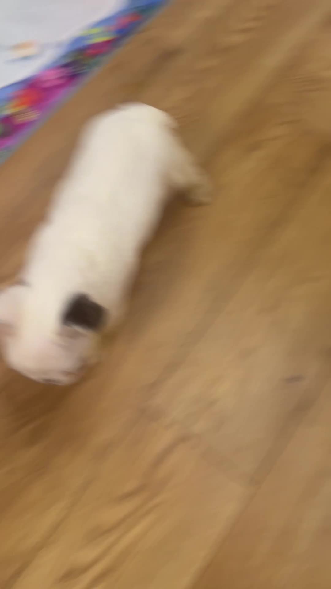 French Bulldog dogs for sale: Fluffy carrier panda frenchbulldog - Video 1