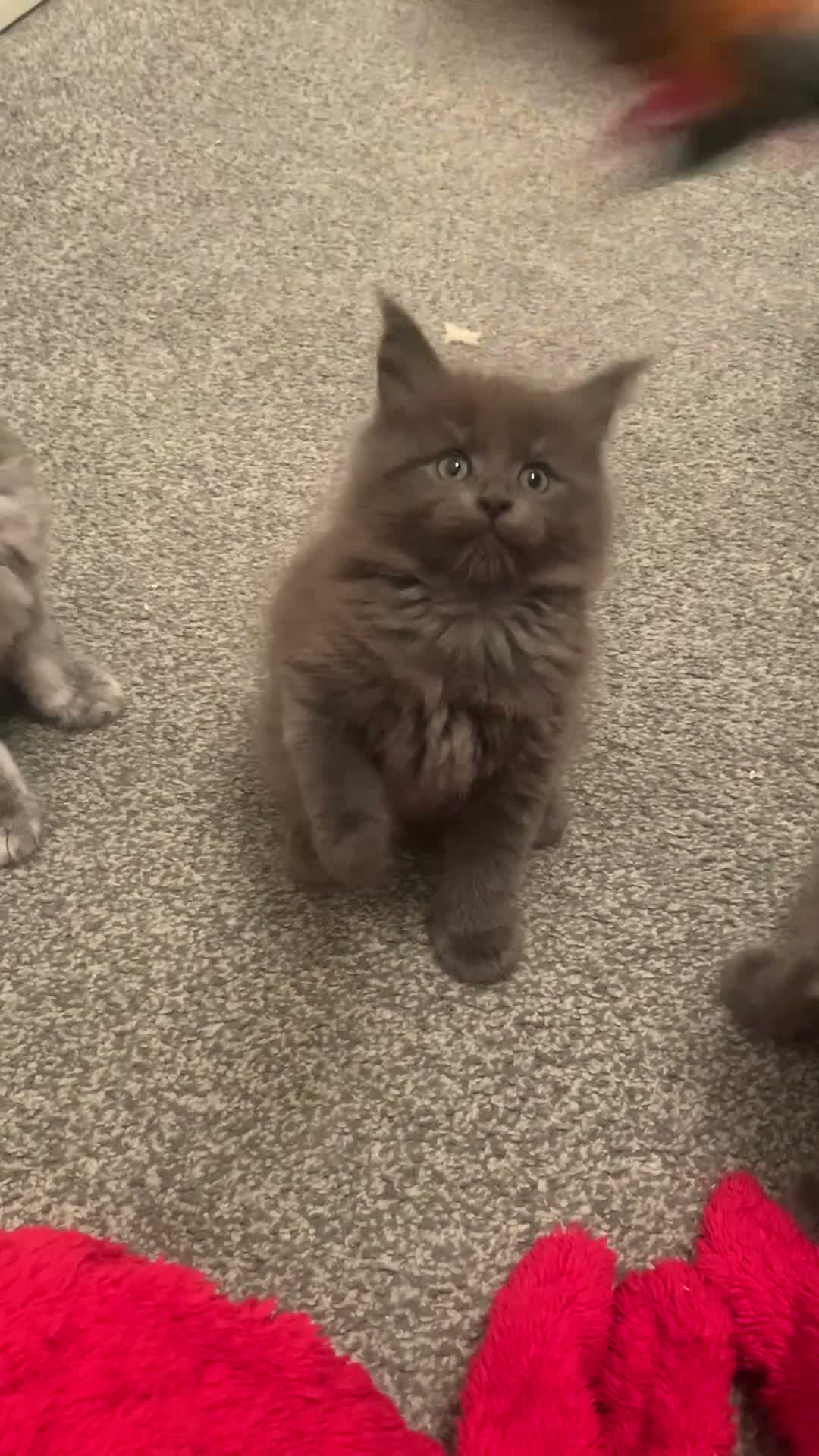 Maine Coon cats for sale: AMAZING TICA REGISTERED KITTENS - Video 1