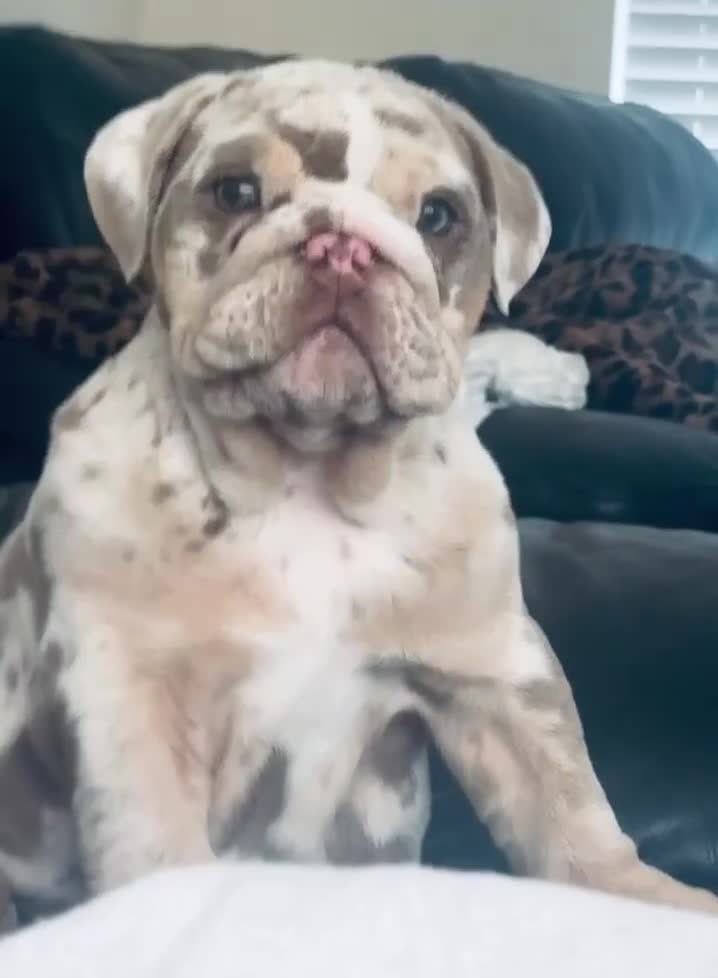English Bulldog dogs for sale: Ready beautiful English bulldog  - Video 1