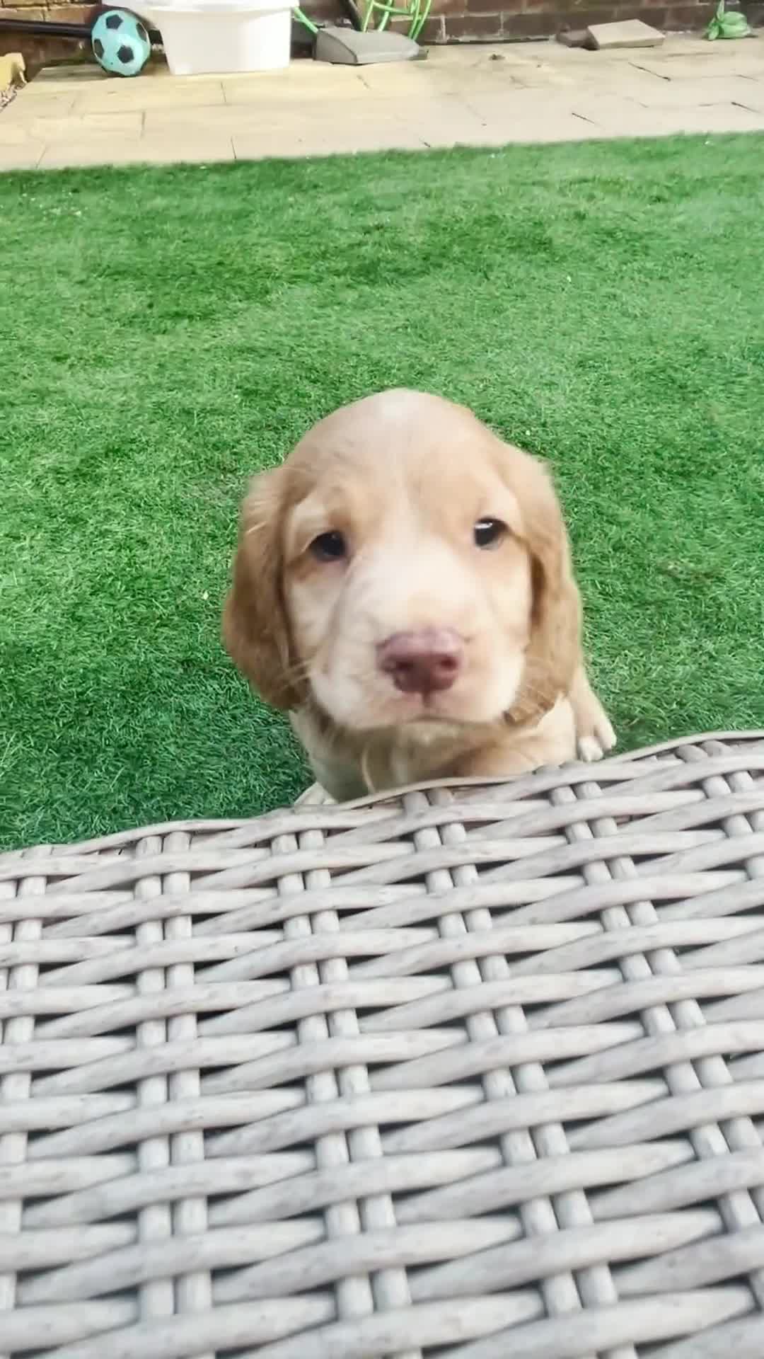 Cocker Spaniel dogs for sale: Beautiful Family-Raised Cockers – Aug 11 Ready - Video 3