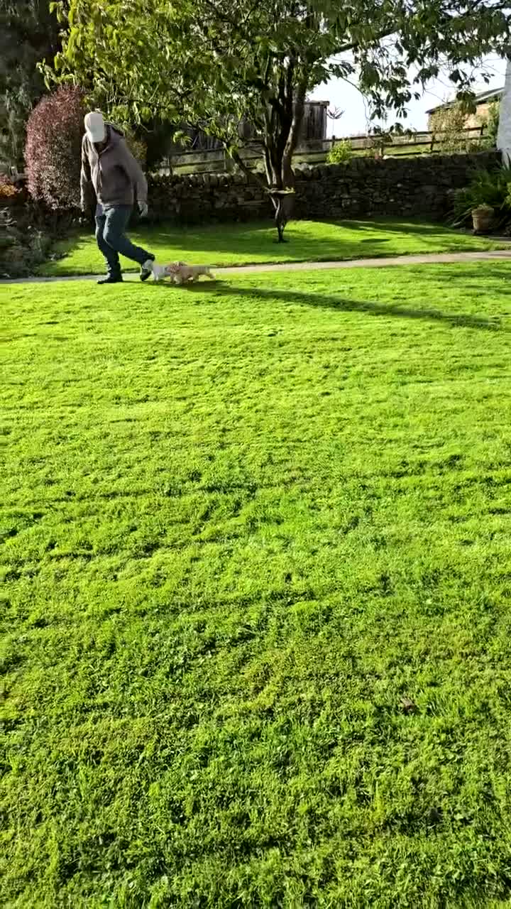 Cocker Spaniel dogs for sale: Sandys last pups,working strain in Skipton - Video 2
