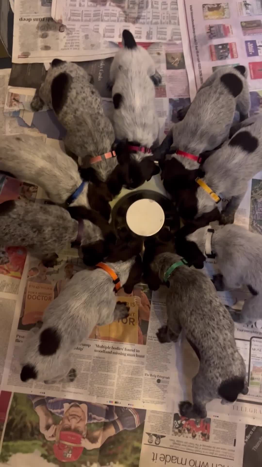 German Wirehaired Pointer dogs for sale: Beautiful GWP's for sale KC Registered - Video 3