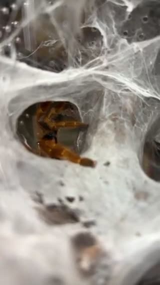 Tarantulas invertebrates for sale: Tarantula’s For Sale  - Video 2