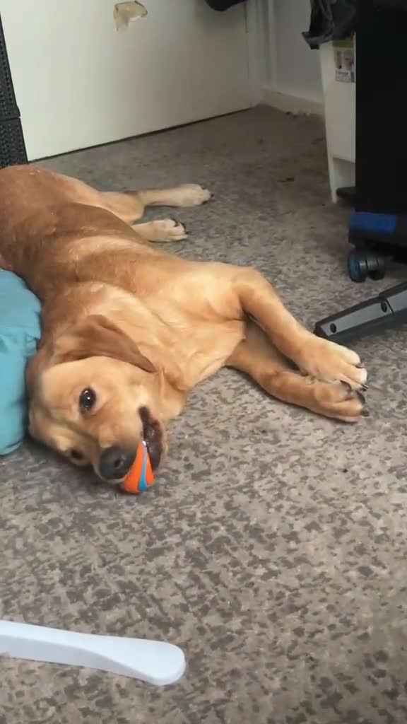 Labrador Retriever dogs for sale: 1 Year Old Yellow Lab Boy  in Harrow - Video 1