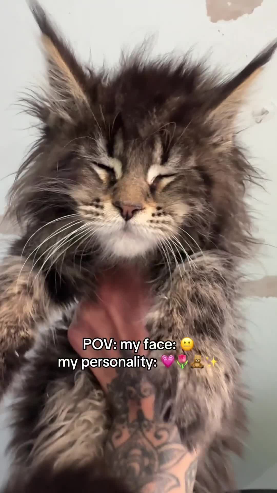 Maine Coon cats for sale: Russian Import Health Tested Loved Kittens - Video 1