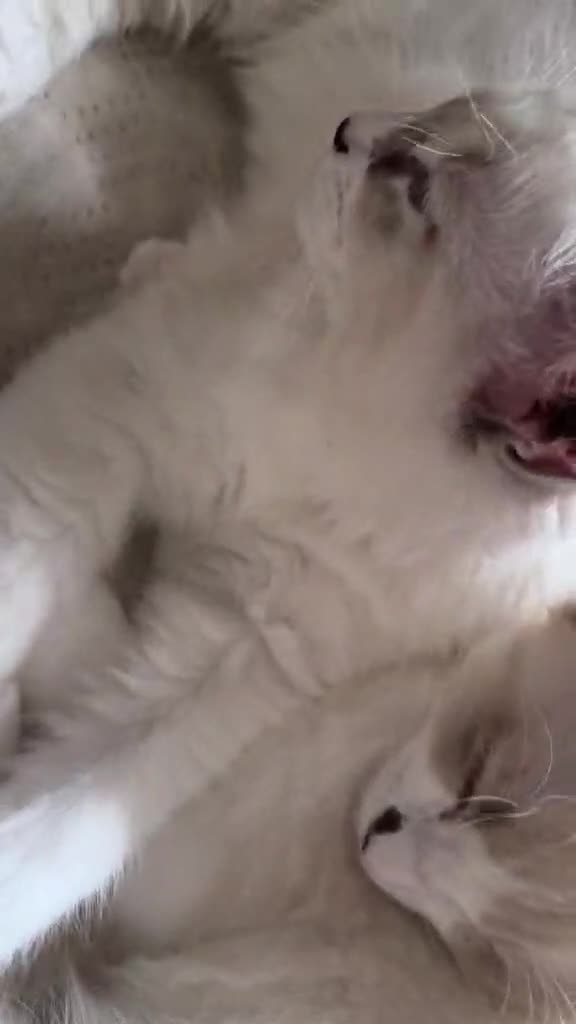 Ragdoll cats for sale: Beautiful Ragdoll Kittens Available - Video 1