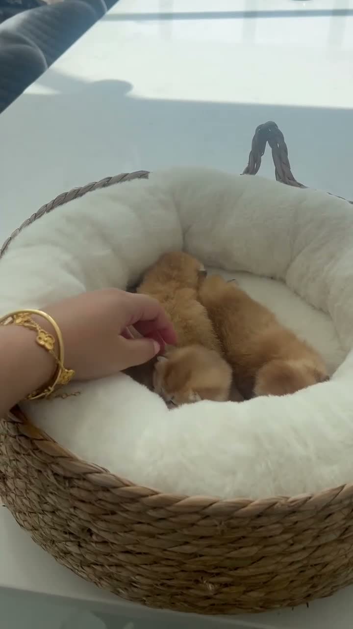 British Shorthair cats for sale: Champion🏆 🌈 GCCF golden Chinchilla BSH 🧸🍯 - Video 1