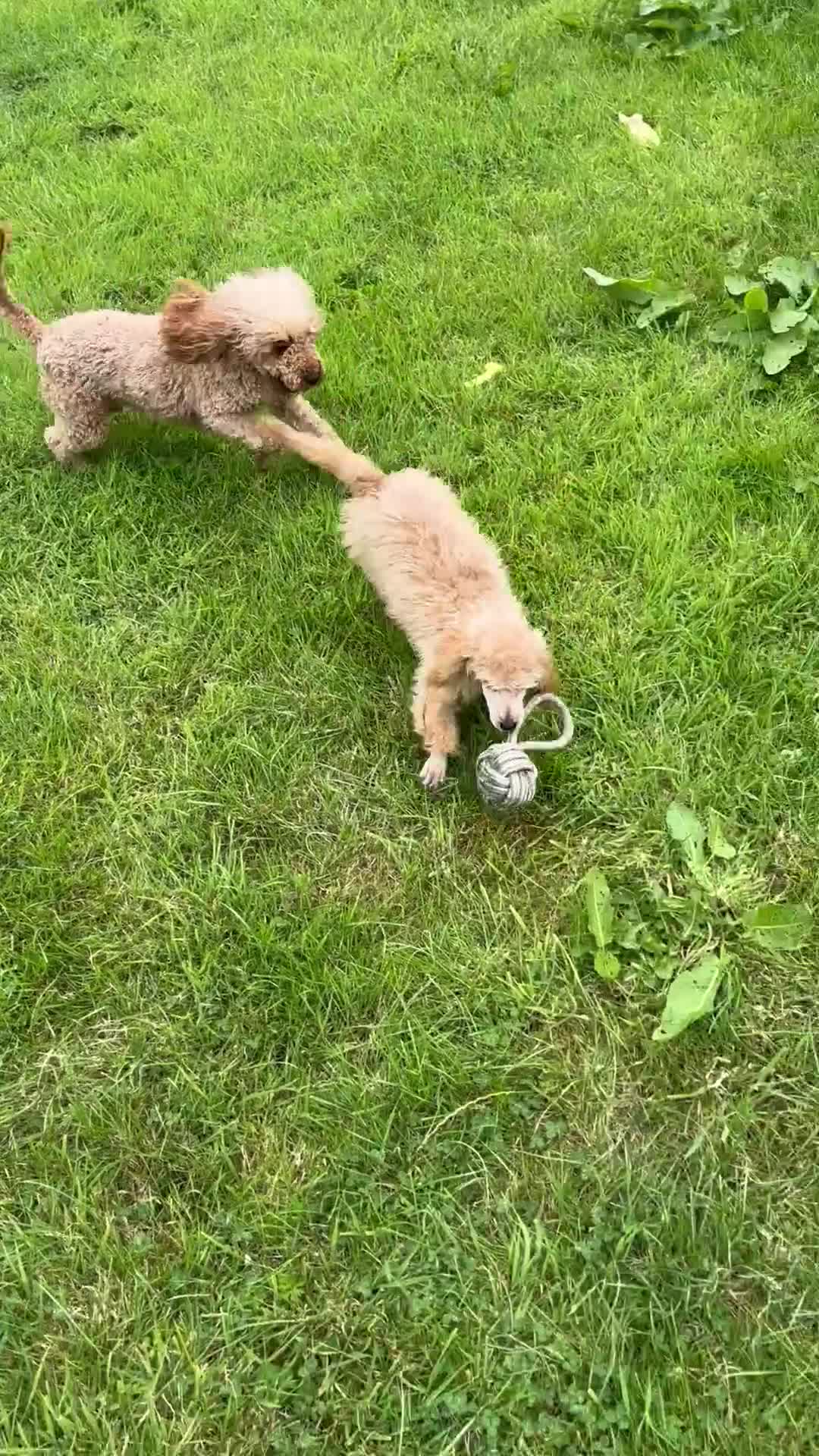 Miniature Poodle dogs for sale: Kc health tested red miniature poodle pups in Llandeilo - Video 3