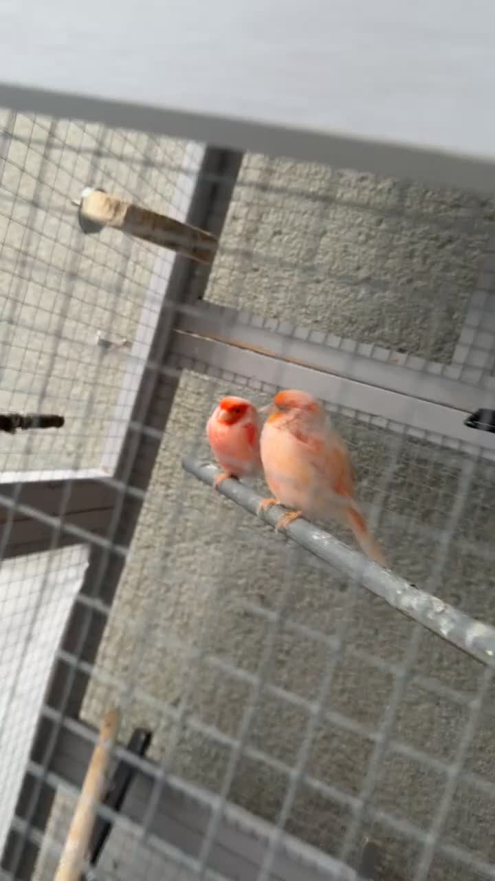Canaries birds for sale: Canaries  - Video 1