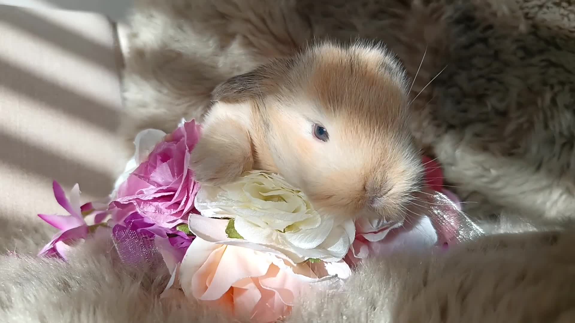 Mini Lop rabbits for sale: 🐇🌿Mini Lops kits🌿🐇 - Video 2