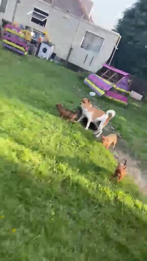 Mixed Breed dogs for sale: Mixed Breed Puppies  - Video 1