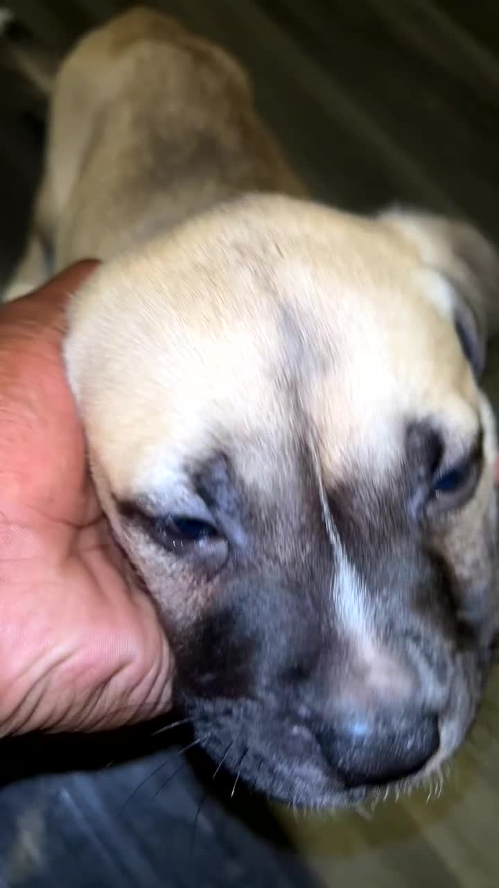 Mixed Breed dogs for sale: American Bull Mastiff - Video 1