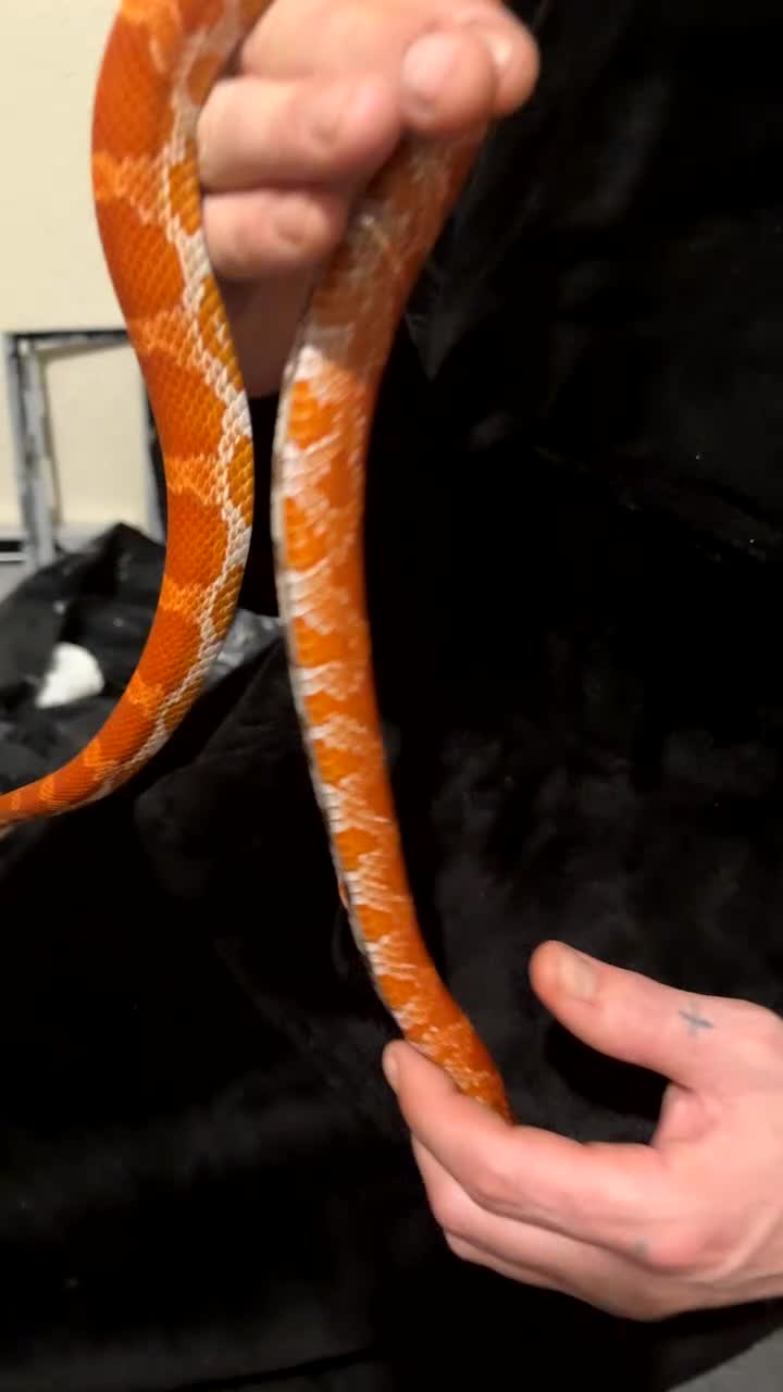 Corn Snake reptiles for sale: Corn snake NOT FREE PRICES IN THE DESCRIPTION - Video 1