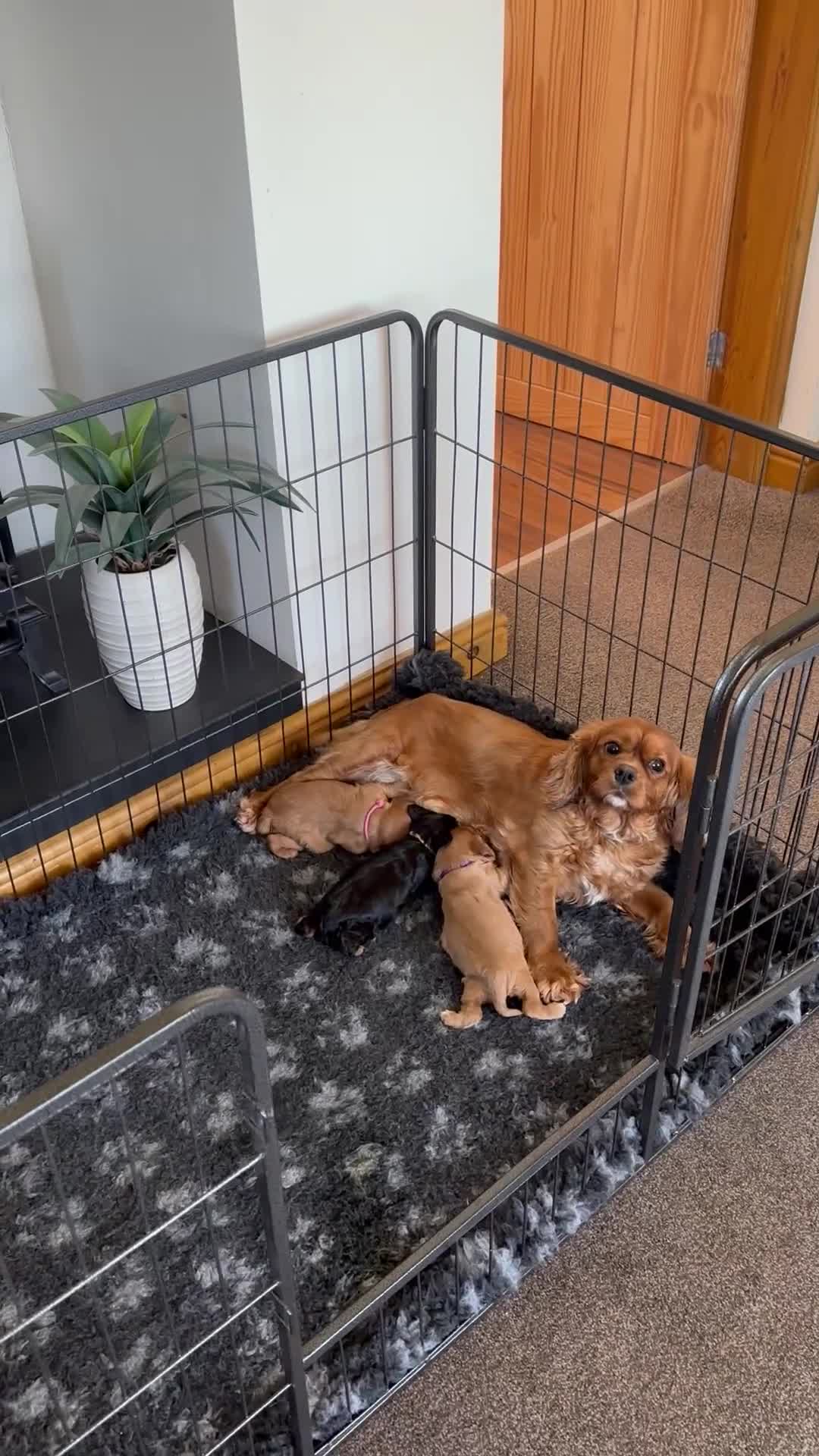 Cavalier King Charles Spaniel dogs for sale: Health Tested KC Registered Girls - Video 1
