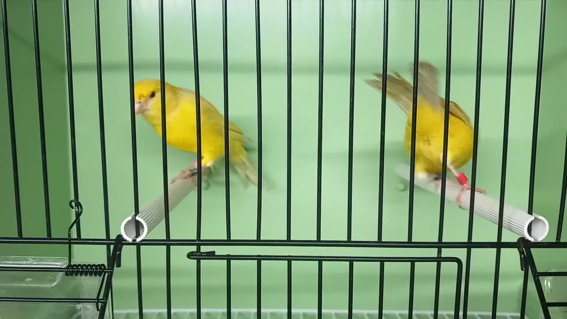 Canaries birds for sale: Canaries  - Video 1