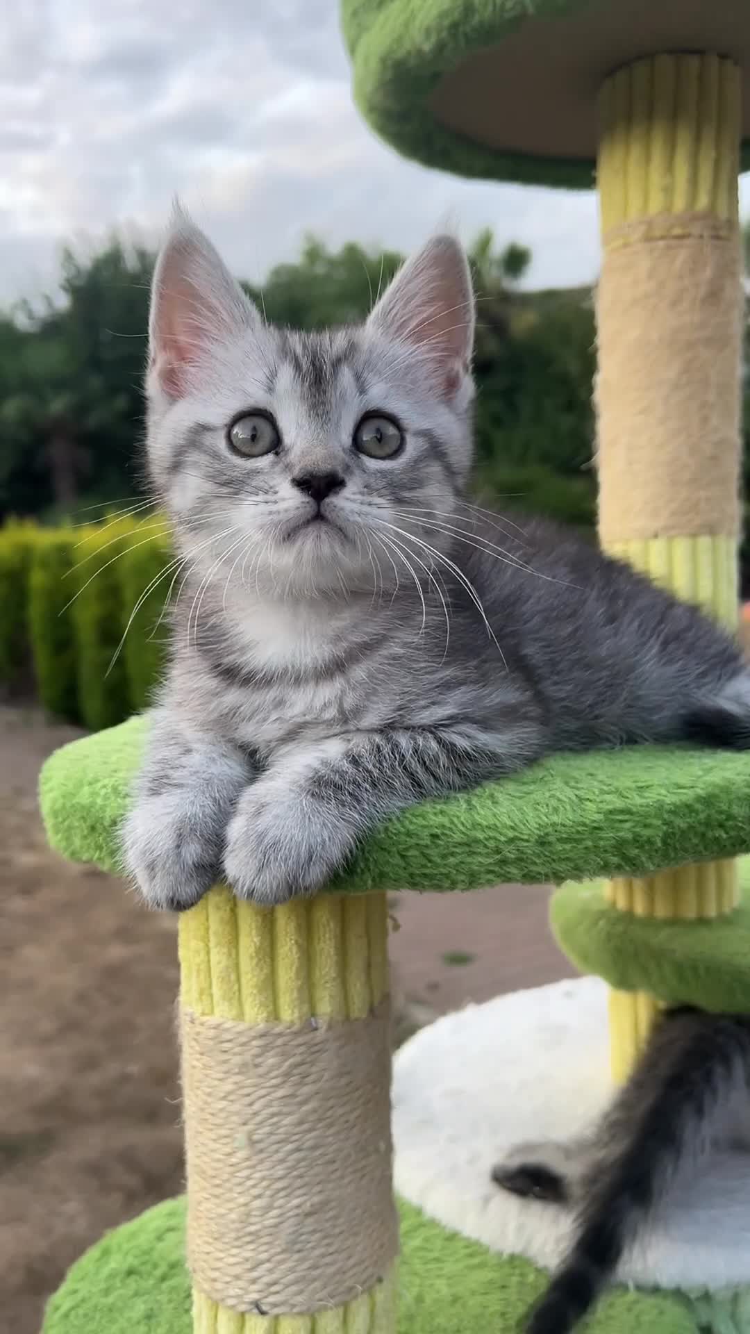 British Shorthair cats for sale: ❤️British shorthair Fold&Maine Coon ❤️ - Video 3
