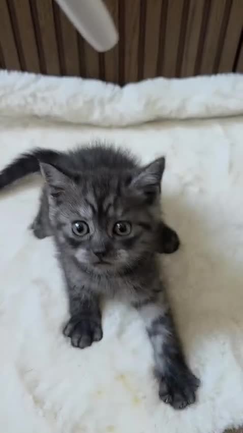 British Shorthair cats for sale: 5 Pure British Shorthair Kittens  in Watford - Video 3