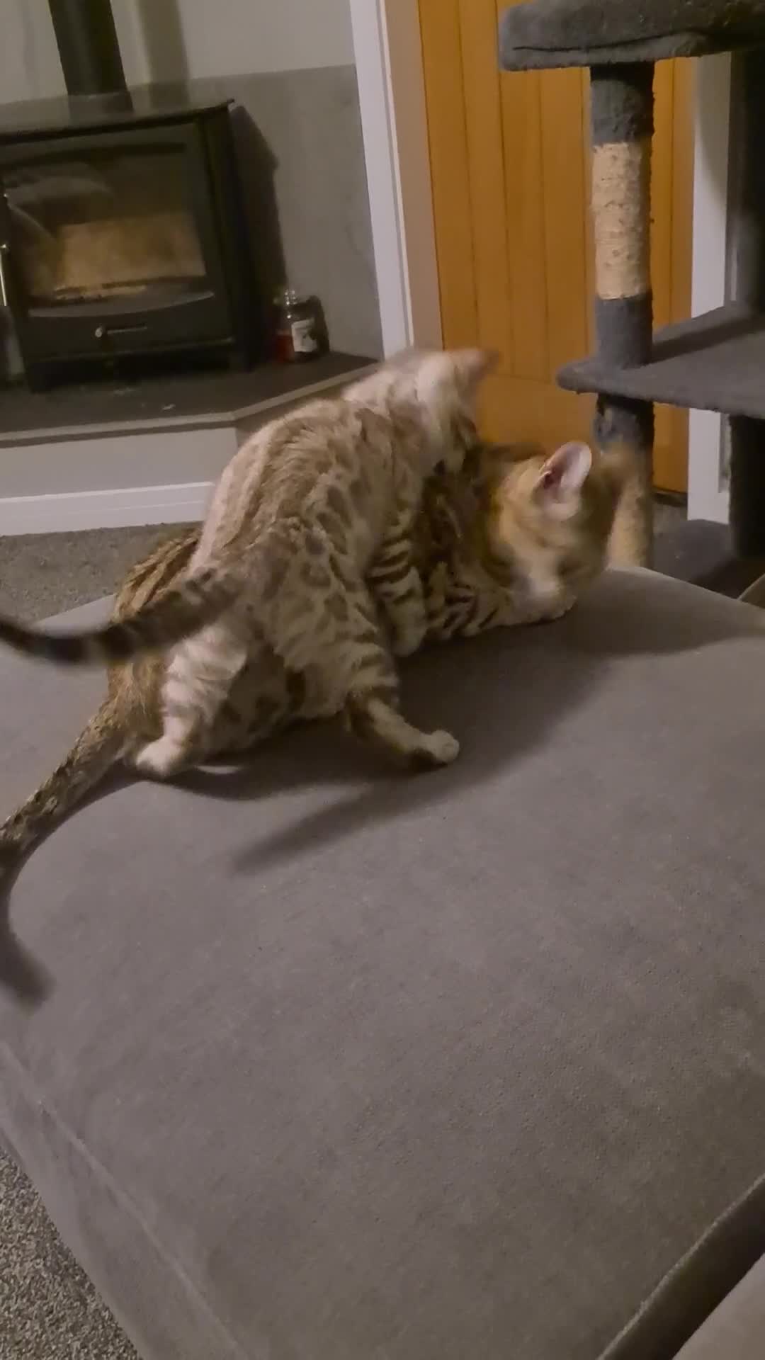 Bengal cats for sale: Show Quality Silver Snow Bengal Boy - Video 1