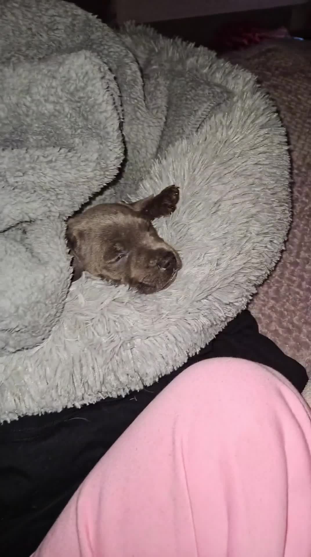 Staffordshire Bull Terrier dogs for sale: Beautiful Blue Staffy Boy  - Video 2