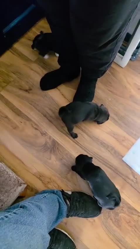 Pug dogs for sale: Stunning panda pugs  - Video 2