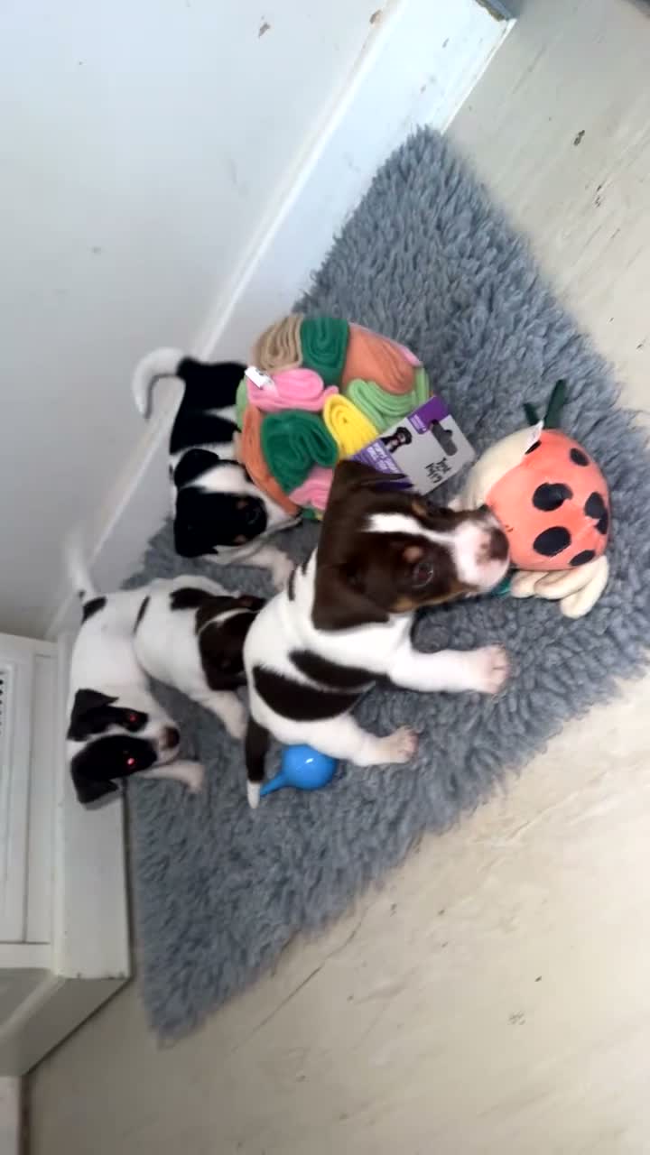 Jack Russell dogs for sale: Jack Russel.. Ready NOW 1 boy left! - Video 1