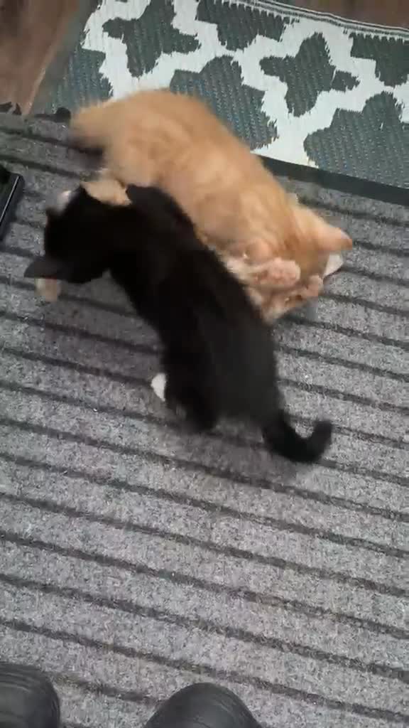 Mixed Breed cats for sale: Beautiful Litter of Mixed Breed Kittens - Video 1